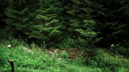 Grass romania lonely streams relaxing pine trees wallpaper