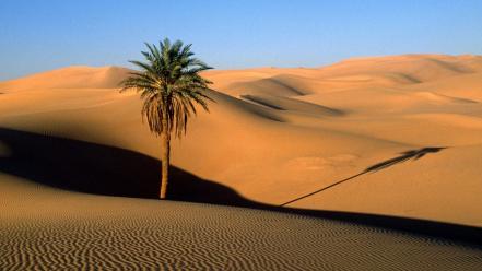 Landscapes nature desert palm trees wallpaper