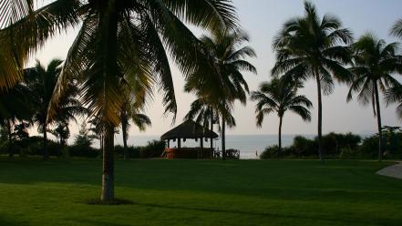Landscapes nature palm trees wallpaper