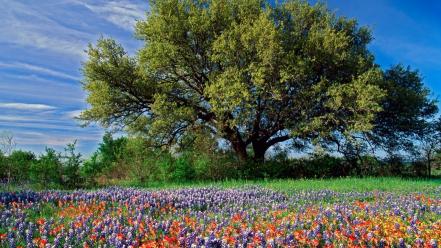 Landscapes nature trees flowers bluebonnet wallpaper