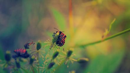 Nature animals plants macro wallpaper