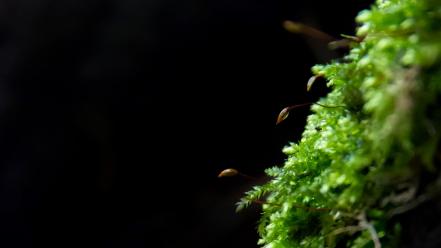 Nature grass deviantart wallpaper