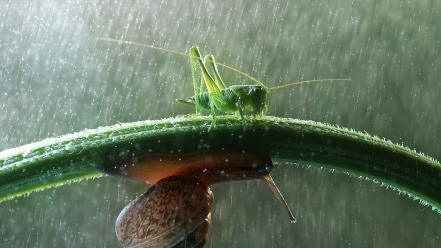 Rain insects snails macro grasshopper wallpaper