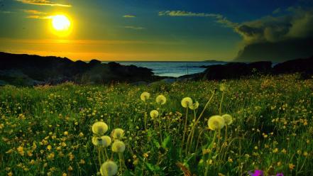 Sunset landscapes nature dandelions wallpaper