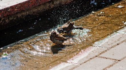 Water birds wallpaper