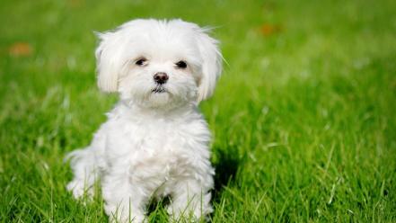 White puppy wallpaper