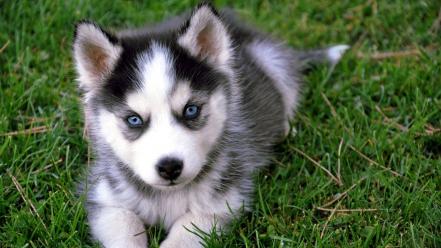 Animals dogs husky wallpaper