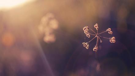 Flowers books wallpaper