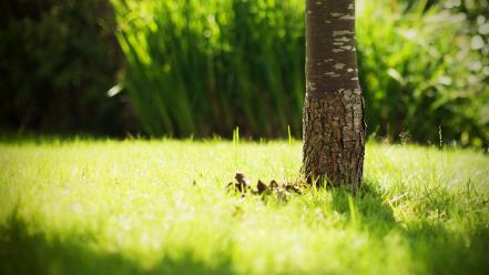 Green nature grass tree trunk wallpaper