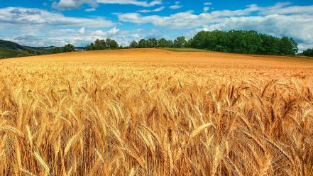 Landscapes nature fields wheat wallpaper