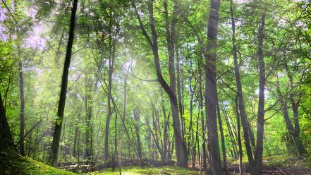 Landscapes nature trees forest wallpaper