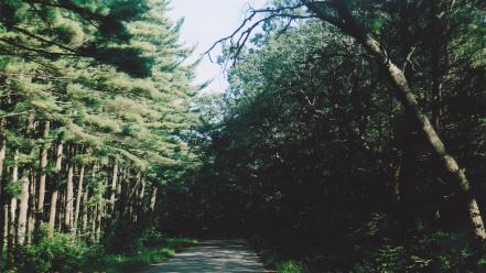 Landscapes nature trees forest roads wallpaper