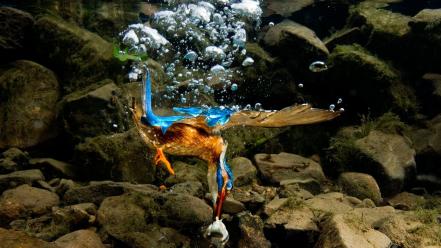 Nature animals national geographic wallpaper