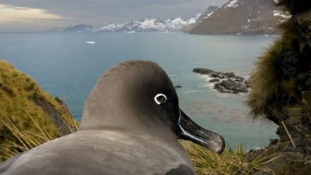 Nature animals national geographic wallpaper