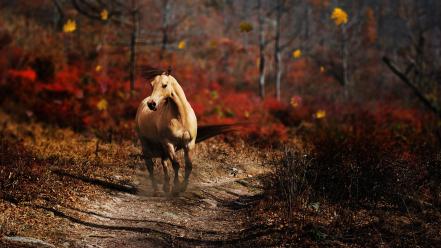Nature horses wallpaper
