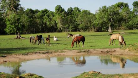 Nature trees grass horses lakes 2009 pantanal, brazil wallpaper