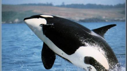 Ocean jumping killer whales sea wallpaper