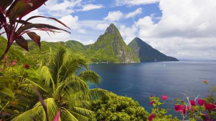 Tropical wallpaper