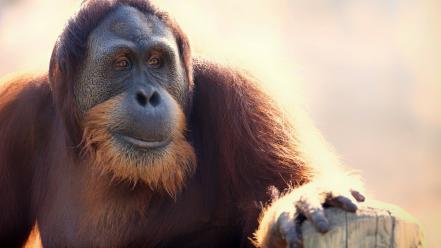 Animals monkeys wallpaper