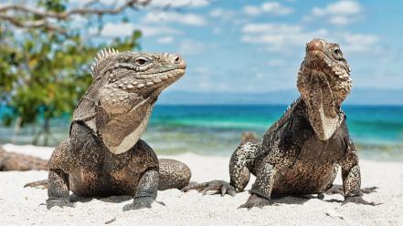 Beach reptiles iguana blurred background wallpaper
