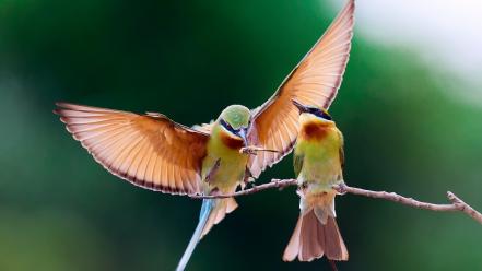 Bee eaters birds wallpaper
