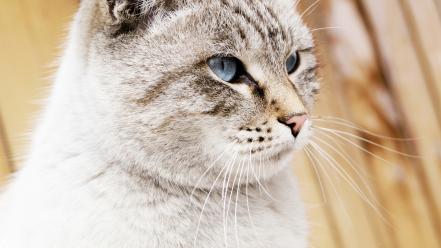 Cats blue eyes animals wallpaper