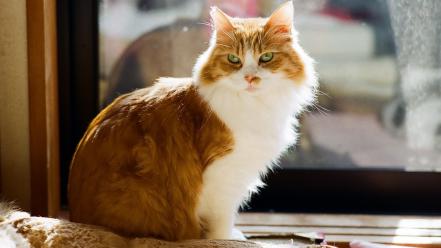 Cats green eyes fluffy tabby wallpaper