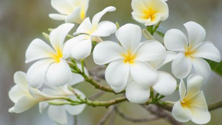 Flowers white plumeria wallpaper