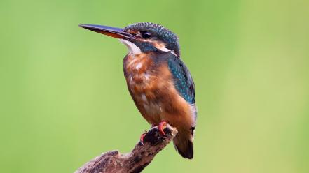 Kingfisher birds wallpaper