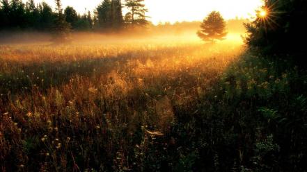 Nature gold wallpaper