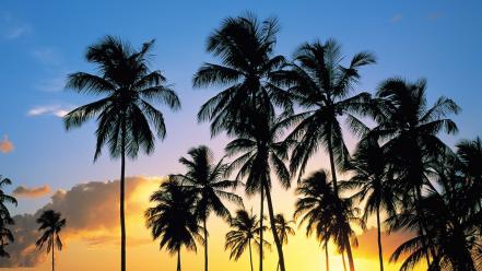 Nature paradise palm trees lucia wallpaper