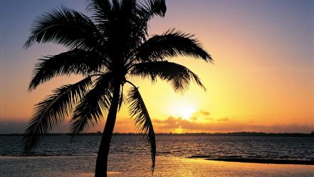 Sunset nature tropical palm trees wallpaper
