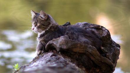 Trees cats animals camouflage wallpaper