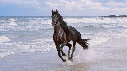 Beach horses hdr photography wallpaper