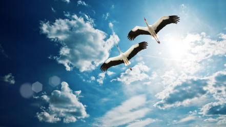 Clouds birds skyscapes wallpaper
