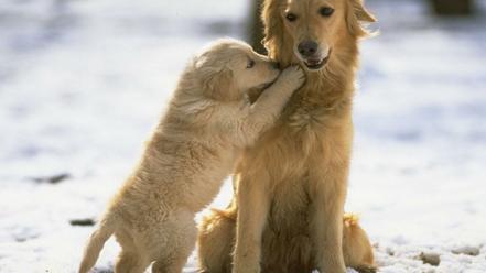 Dogs golden wallpaper