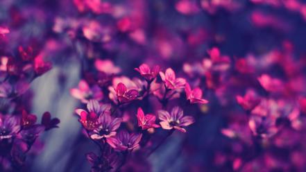 Flowers violet purple wallpaper
