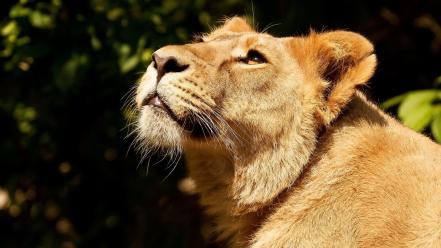 Green animals lions wallpaper
