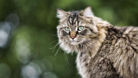 Green cats animals eyes wallpaper