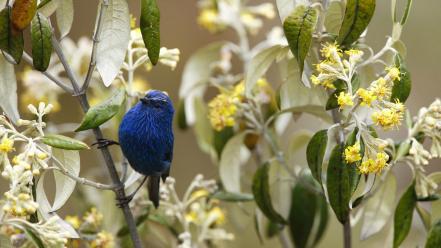 Leaves yellow flowers tanagers birds wallpaper
