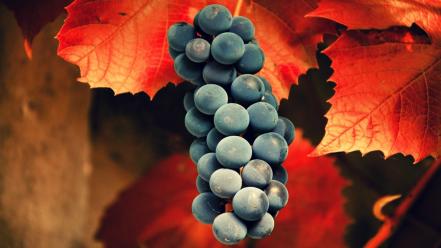 Nature fruits leaves grapes wallpaper
