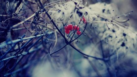 Nature fruits macro wallpaper