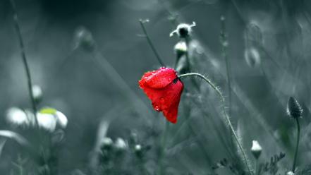 Nature red flowers macro selective coloring roses wallpaper