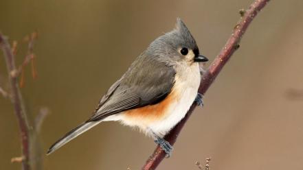 Tufted titmouse twig birds wallpaper
