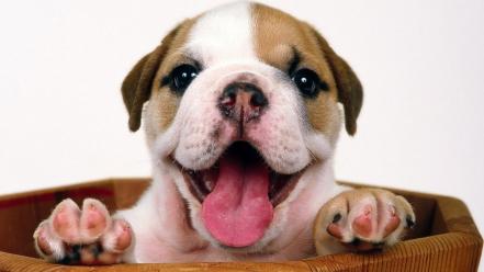 Animals dogs bulldog wallpaper