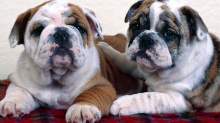 Animals dogs bulldog wallpaper