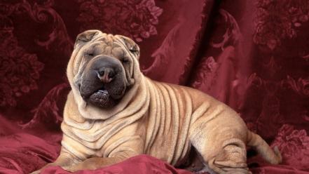 Animals dogs cloths chinese sharpei wallpaper