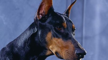 Animals dogs doberman wallpaper
