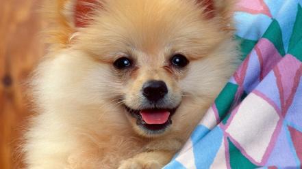 Animals dogs german spitz wallpaper