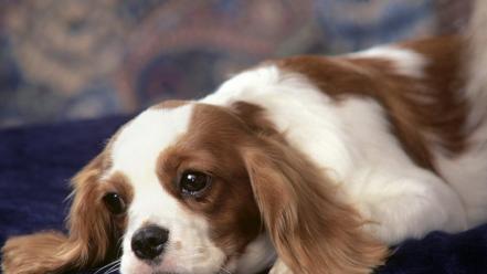 Animals dogs king charles spaniel wallpaper